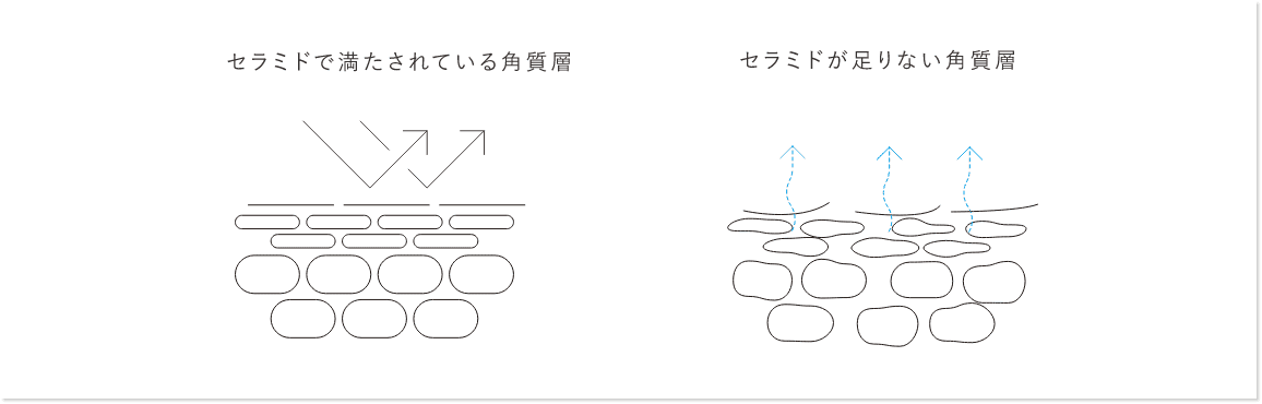 セラミドで満たされている角質層とセラミドが足りない角質層