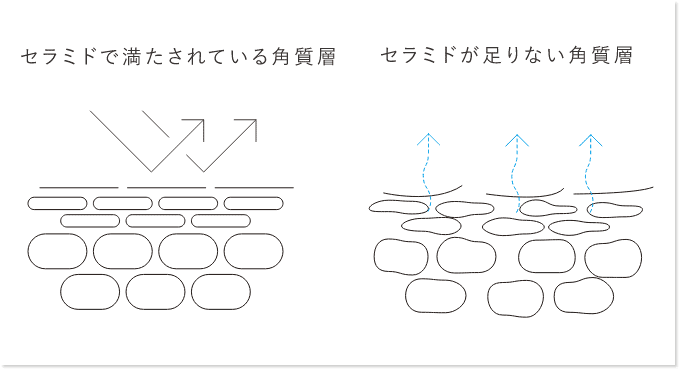 セラミドで満たされている角質層とセラミドが足りない角質層